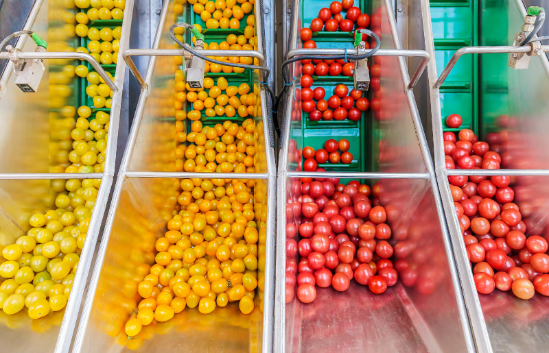 machine processing tomatoes