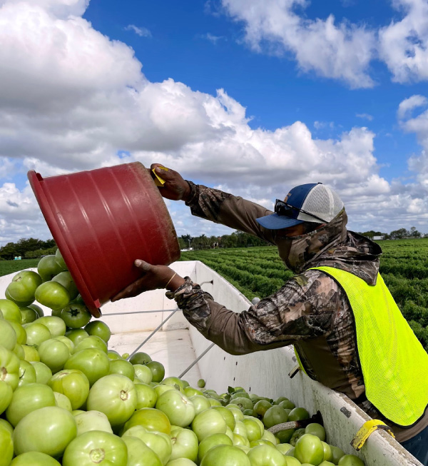 man working in apple field