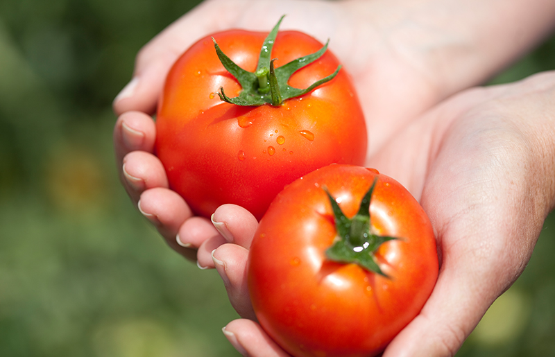Hands holding two ripe tomatoes