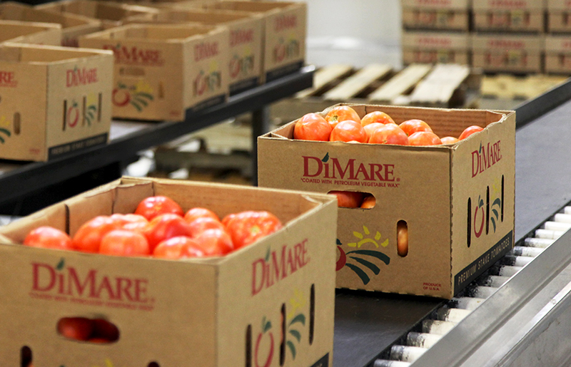 boxes of tomatoes on conveyor belt