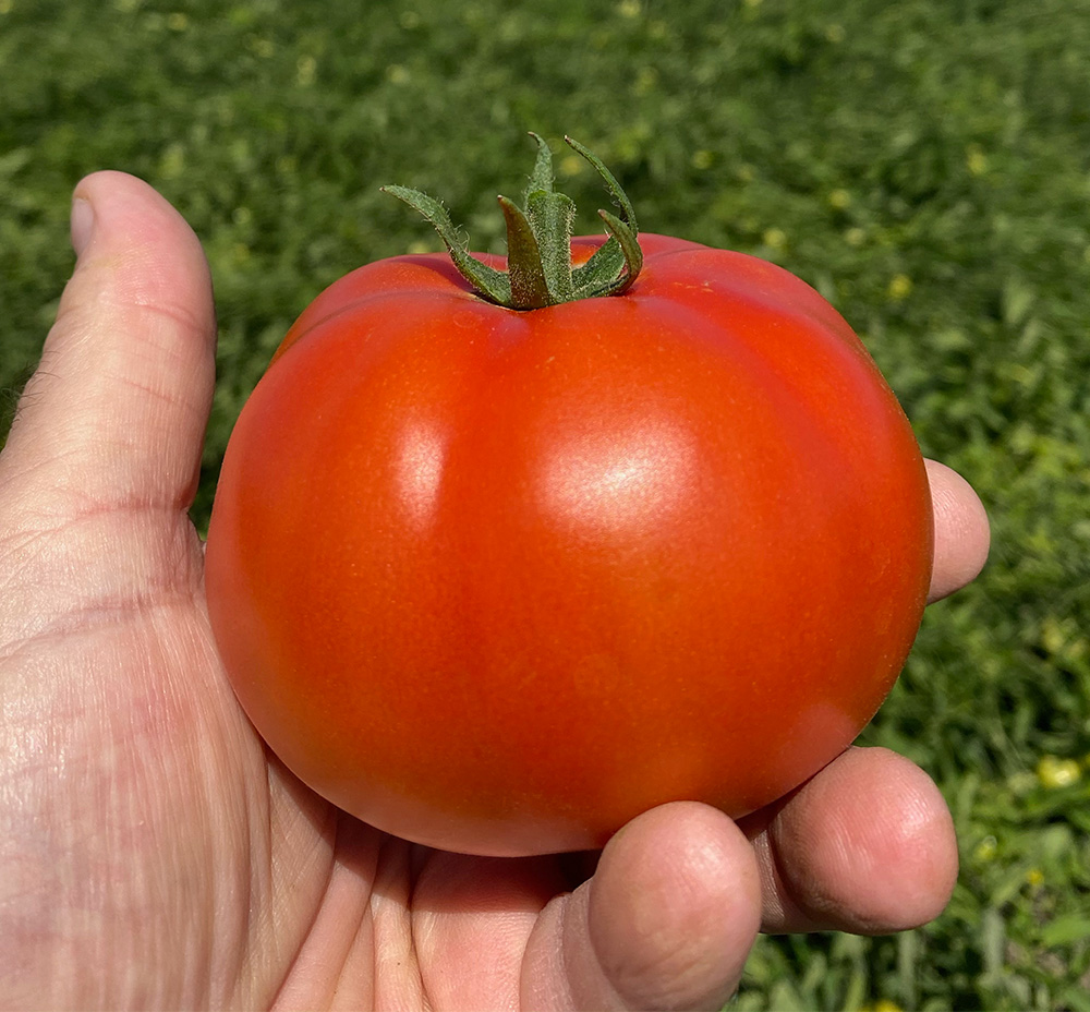 hand holding a tomato in a field