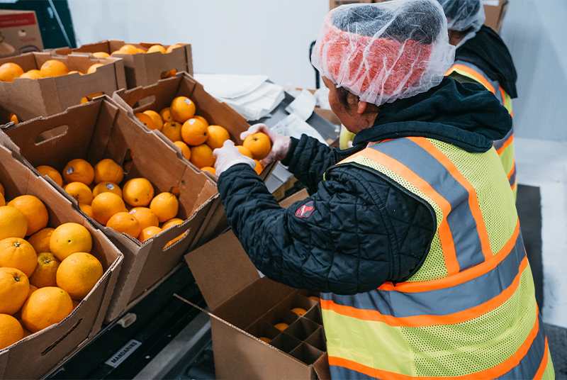 woman sorting oranges