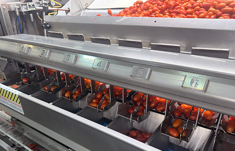 tomato processing machine