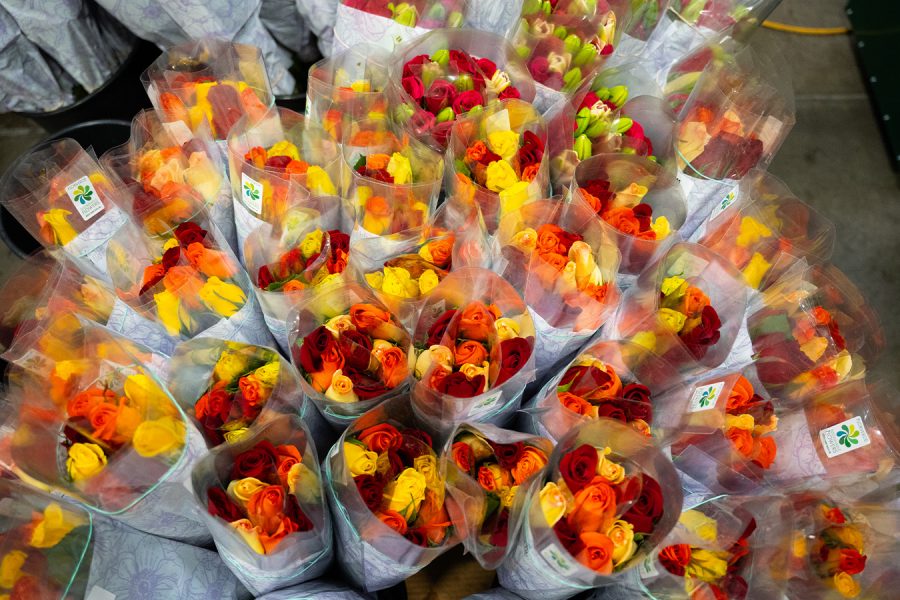 red, orange, and yellow roses