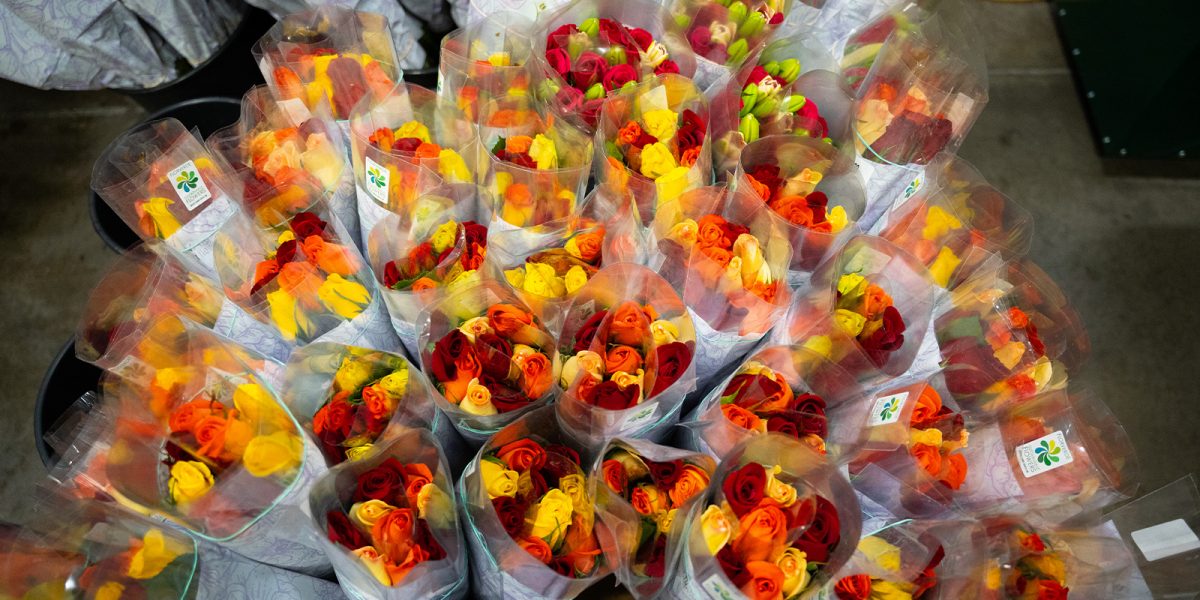 red, orange, and yellow roses
