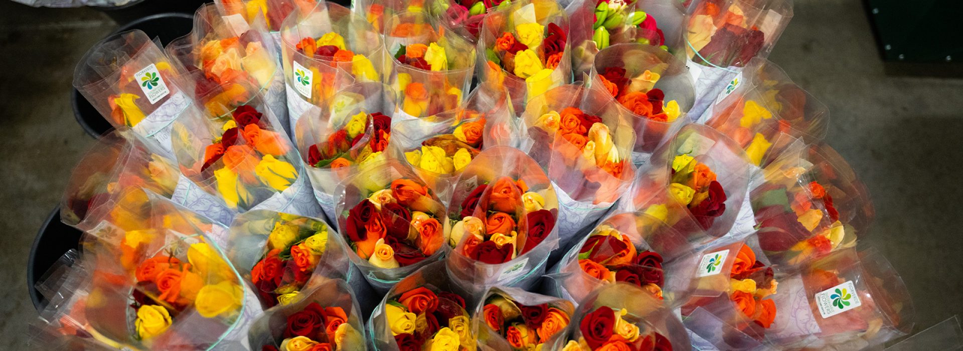red, orange, and yellow roses